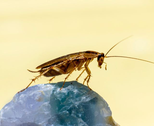 바퀴벌레 보는 꿈의 의미