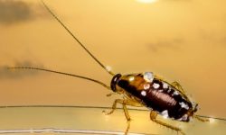 바퀴벌레 먹는 꿈의 의미