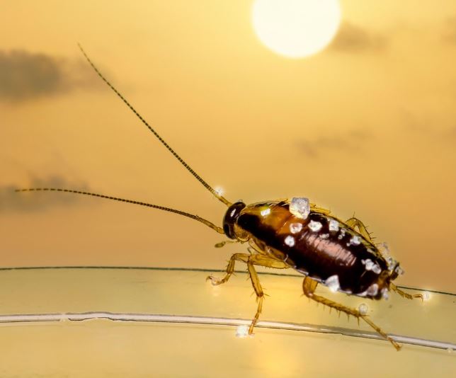 바퀴벌레 먹는 꿈의 의미