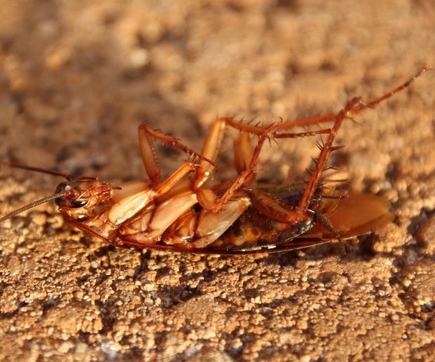 바퀴벌레 잡는 꿈의 의미