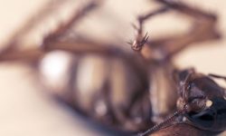 바퀴벌레 잡는 꿈의 의미