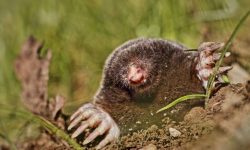 두더지 잡는 꿈의 의미