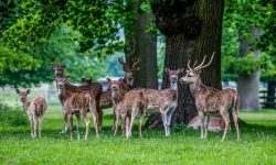 사슴 죽이는 꿈의 의미