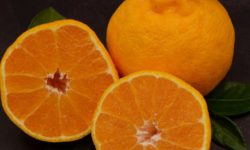 한라봉 먹는 꿈의 의미