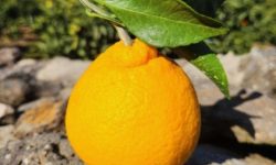 한라봉 따는 꿈의 의미