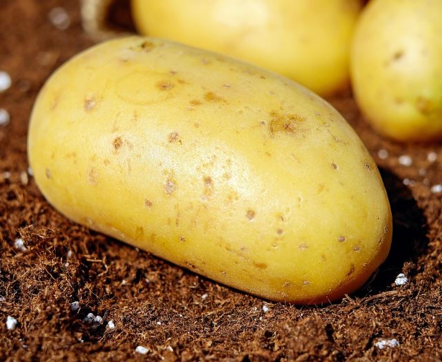 큰 감자 꿈의 의미