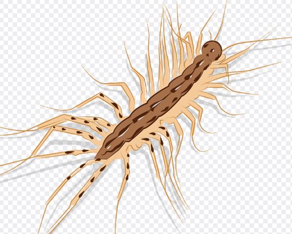 큰 지네를 죽이는 꿈의 의미