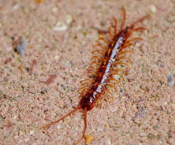 지네 꿈의 의미