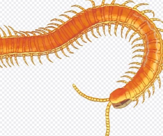 지네를 본 꿈 의 의미