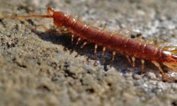 지네 먹는 꿈의 의미