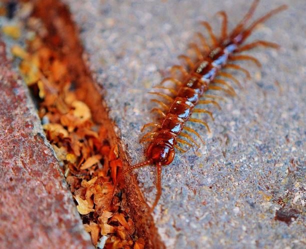 지네가 무는 꿈의 의미