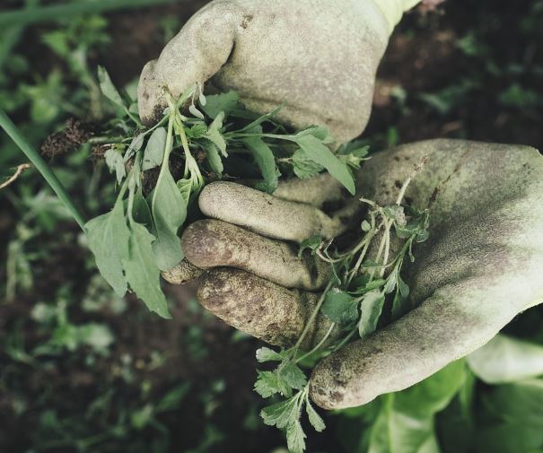 잡초 뽑는 꿈의 의미