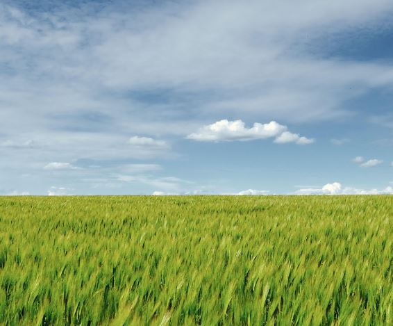 밭을 일구는 꿈 의 의미