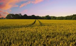 밭 가는 꿈의 의미