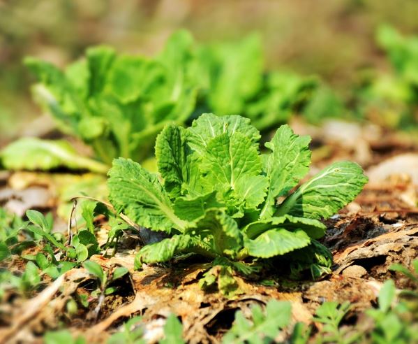 나물 캐는 꿈의 의미