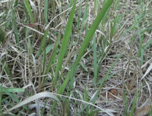 잡초를 뽑는 꿈의 의미