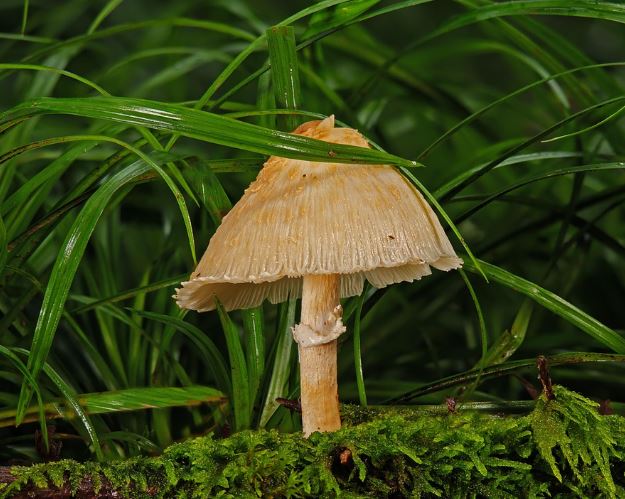 버섯 사는 꿈의 의미