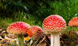 독버섯 꿈의 의미