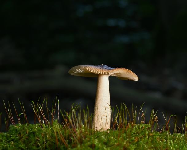 버섯 태몽 꿈의 의미