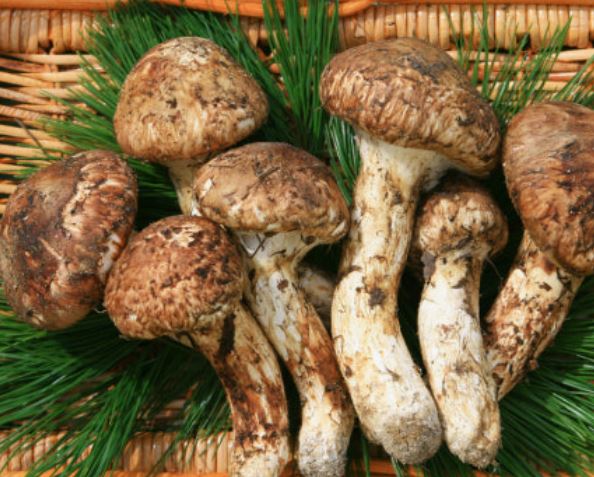 송이버섯 따는 꿈의 의미