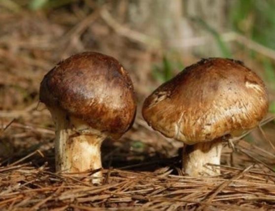 송이버섯 먹는 꿈의 의미