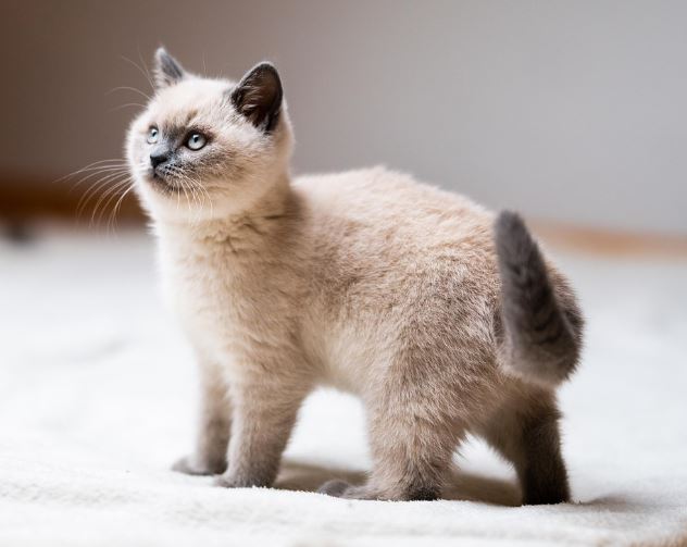 아기 고양이 꿈의 의미