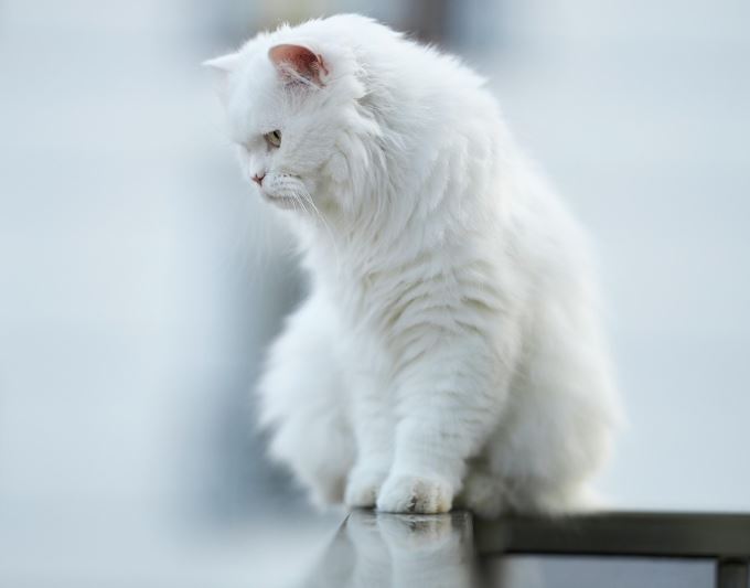 새끼 고양이 죽는 꿈의 의미