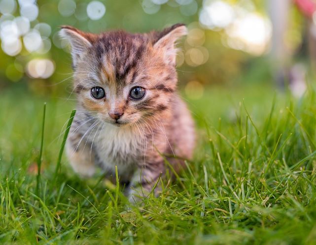 새끼 고양이 안는 꿈의 의미