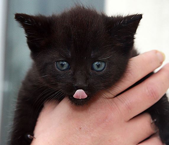 까만 고양이 꿈의 의미