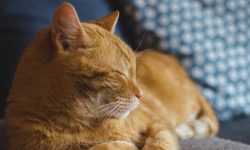 고양이와 싸우는 꿈의 의미(해몽) 고양이와 싸우는 꿈의 의미