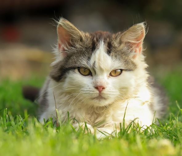 고양이가 공격하는 꿈의 의미