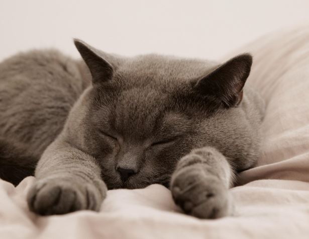 고양이가 달려드는 꿈의 의미