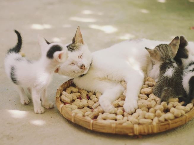 고양이 구하는 꿈의 의미