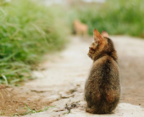 고양이 먹는 꿈의 의미