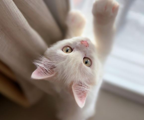 고양이 만지는 꿈의 의미