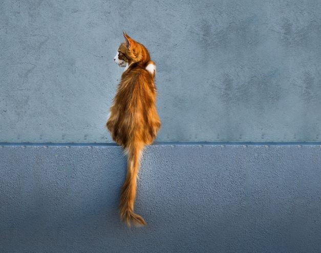 고양이 시체 꿈의 의미