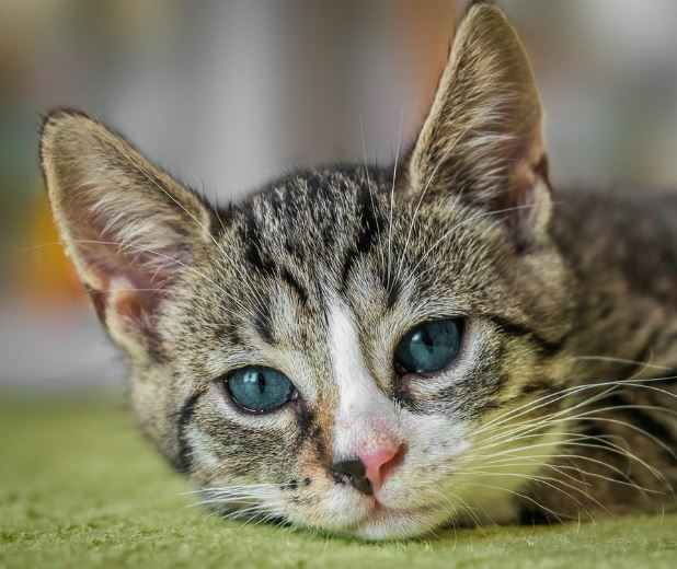 고양이가 다가오는 꿈의 의미