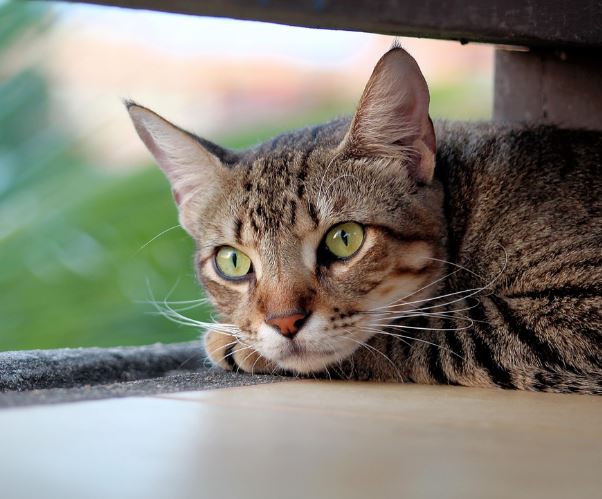 고양이가 새끼를 낳는 꿈의 의미