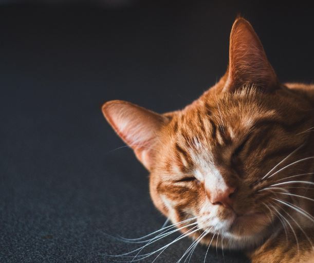 고양이가 쥐를 잡는 꿈의 의미