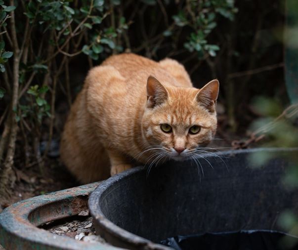 고양이가 도망가는 꿈의 의미