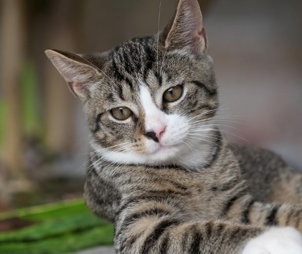 고양이가 깨무는 꿈의 의미