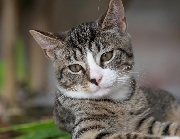 고양이가 죽는 꿈의 의미