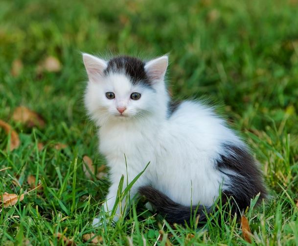 고양이한테 손 물리는 꿈의 의미