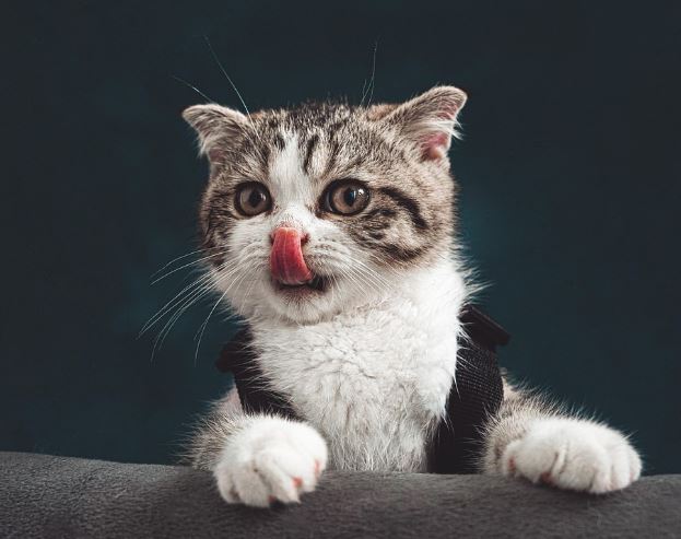 고양이를 안고 있는 꿈의 의미