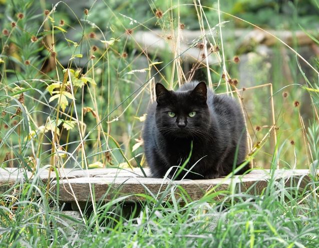 고양이가 다치는 꿈의 의미