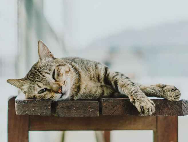 고양이가 토하는 꿈의 의미