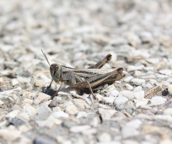 메뚜기 꿈의 의미