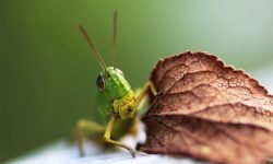 메뚜기 죽이는 꿈의 의미