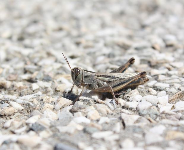 큰 메뚜기 꿈의 의미