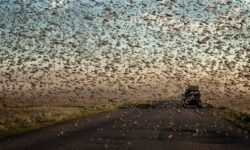 메뚜기 떼 꿈의 의미